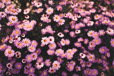 紫色的花
